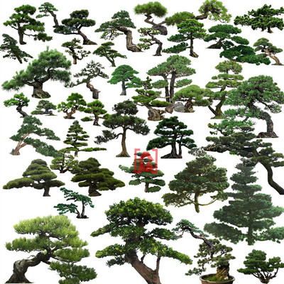 罗汉松黑松树柏树植物园林景观平面效果图后期PSD分层源文件素材