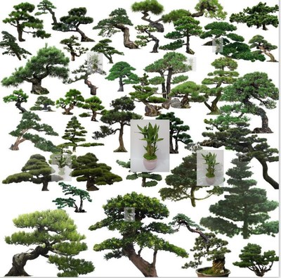 园林景观设计PSD树木植物黑松罗汉松鸟瞰图效果图PS后期素材库